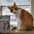守護毛孩健康！「寵星」推平價星級飼料 打造寵物保健新潮流
