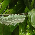 台灣首見？信義房屋牽線保種 花樹銀行見「皇蛾幼蟲棲息瀕危植物」