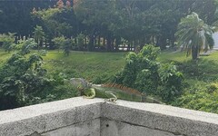 推動綠鬣蜥防治與蜂蛇保育 臺東縣辦理生態保育宣導活動 共同守護臺東自然生態