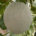 運用植物品種權 再創農業新紀元