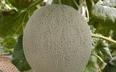 運用植物品種權 再創農業新紀元