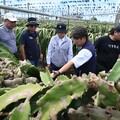 楊柳強風豪雨重創臺東農業 縣長饒慶鈴今勘災 呼籲中央支援協助農民 感謝齊心恢復市容