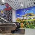 花蓮金針萌力全開 花蓮六十石山、赤科山花海綻放 金針花季開跑