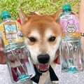 喝水補「柴」氣！台塩海洋鹼性離子水×柴語錄 最萌聯名 momo限量獨家開賣