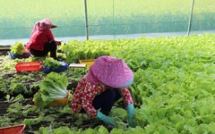 9/22起颱風或其外圍環流影響臺灣 農糧署籲請農友加強防範措施