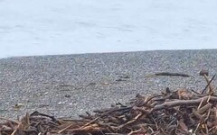 鳳凰颱風來襲花蓮啟動防災整備 漂流木撿拾公告同步終止