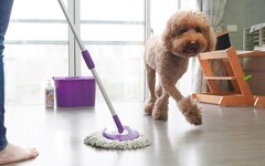 臭味滾專家示警 漂白水香氛比寵物更刺激孩子