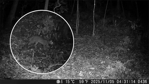 振奮！石虎再現阿里山 創嘉南地區最高海拔發現紀錄