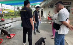 婦人長期餵養犬群致社區不安 嘉畜所開罰8萬6提告妨礙公務