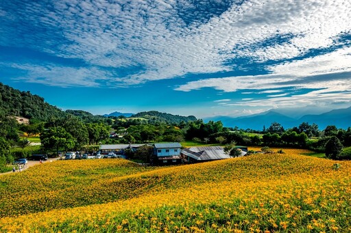 2024花蓮縣金針花季開跑 享受全台最美金黃花海