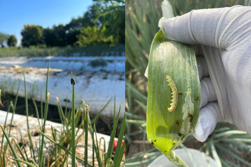 【聯發科技智在家鄉】以菌制菌與生物防治技術 雙重實踐除蟲害與綠色生活