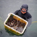 【九孔浩劫2-2】靠鮑魚養全家 年產250公噸產值2億元