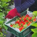 夏天草莓「吹冷氣」長大 仁愛鄉合歡山草莓限量採收