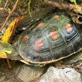 瀕危物種現蹤壽豐鄉 台大實驗林攜手元杉打造「生物信用額度示範區」