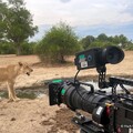 歷時五年貼身跟拍呈現史詩級畫面 BBC Earth《野生王國》現正播映中