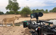 歷時五年貼身跟拍呈現史詩級畫面 BBC Earth《野生王國》現正播映中