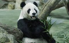 貓熊「團團」逝世滿周年 動物園宣布「標本」將於明年亮相