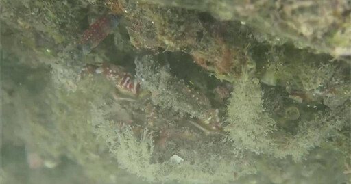 新物種武裝雙棘蟹入侵南台灣「西子灣最多」 專家呼籲別勿食
