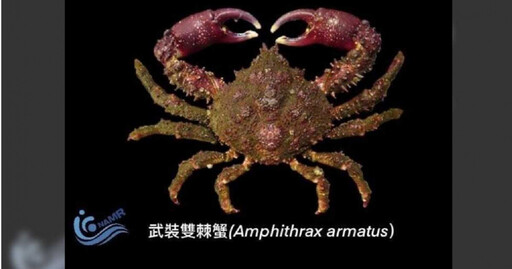 新物種武裝雙棘蟹入侵南台灣「西子灣最多」 專家呼籲別勿食