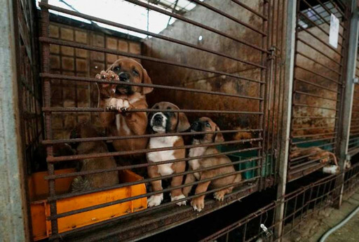 韓國要立法禁賣狗肉 狗肉協會抗議：考慮放生200萬隻到農林部長家門