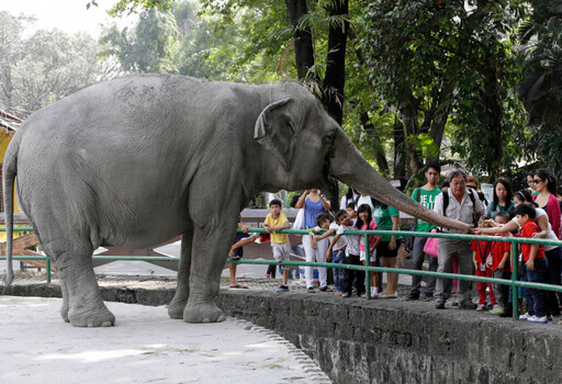 世界最悲慘大象孤獨離世 馬尼拉動物園明星母象生前沒伴惹議