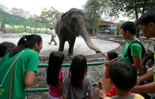 世界最悲慘大象孤獨離世 馬尼拉動物園明星母象生前沒伴惹議