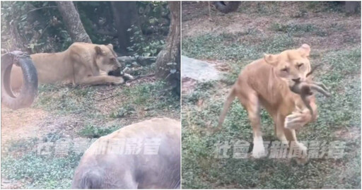 野生小獼猴掉進壽山動物園區 慘遭母獅吞食嚇壞遊客
