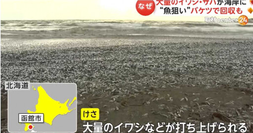 北海道大量死魚沖上岸長達1km 數千噸魚屍居民驚呼：未見過