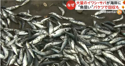 北海道大量死魚沖上岸長達1km 數千噸魚屍居民驚呼：未見過