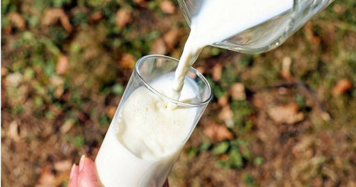 國內乳羊場驗出「人畜共通」布氏桿菌 羊奶還能喝？人類感染風險曝