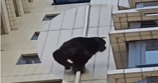 猩球崛起！廣東黑猩猩爬住宅大樓 居民驚：身手太矯健抓不到