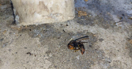 新北75歲男遭蜂群圍攻險命危 3樓驚見大量「虎頭蜂屍體」
