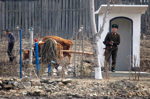 北韓9男女慘被綁木樁公開槍決 處決原因竟是「偷嚐禁忌的美味」