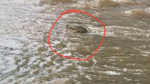澳洲爆最嚴重水災…機場關閉取消航班 上萬居民受困「打撈出2.5公尺鱷魚」
