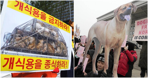 南韓立法通過「禁吃狗肉」2027年生效 千家餐廳和養殖場哭了