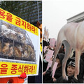南韓立法通過「禁吃狗肉」2027年生效 千家餐廳和養殖場哭了