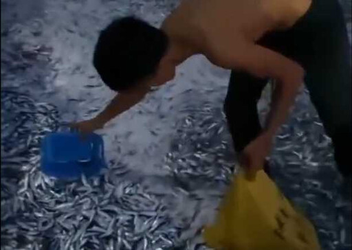 菲律賓6.7強震前成堆「沙丁魚」被沖上岸！當地人憂不祥預兆 專家解答了