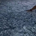 菲律賓6.7強震前成堆「沙丁魚」被沖上岸！當地人憂不祥預兆 專家解答了