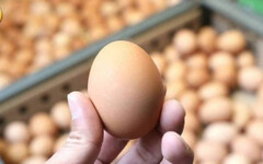大選落幕「蛋價繼續凍」！蛋商公會：下周維持批發價48元