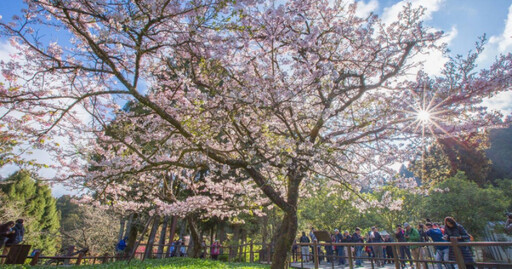櫻花季提前卡位 搭阿里山專列鐵道旅遊賞絕景 櫻花樹下享浪漫午茶