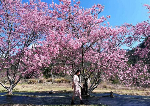 櫻花季提前卡位 搭阿里山專列鐵道旅遊賞絕景 櫻花樹下享浪漫午茶