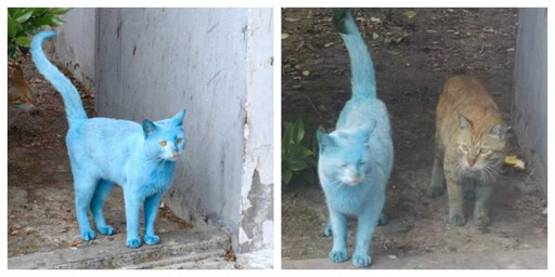 哆啦A夢真實版！俄羅斯藍貓「全身發藍光」 15萬網友驚呆：以為是3D畫的