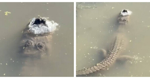 湖中驚見鱷魚變冰棒 牠冰面下「時間暫停」專家曝超狂真相