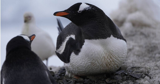南極巴布亞企鵝爆H5N1禽流感 已釀逾200隻小企鵝死亡