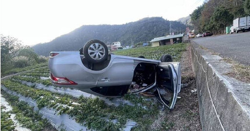 聊天太過忘情！苗栗轎車墜入「草莓園」 遇高低差當場瞬間翻覆