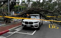 驚魂一幕！5尺高路樹倒下砸中BMW 80歲老婦輕微腦震盪