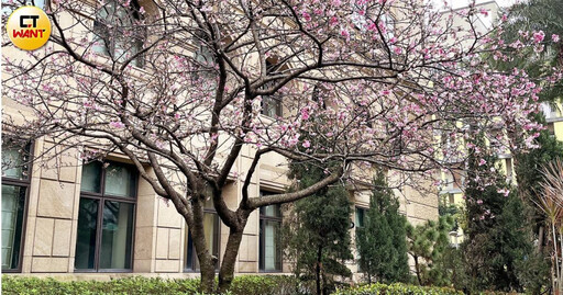 司法散步2／台北最美櫻花竟在這！ 19位帥哥美女檢座春節不打烊
