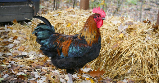 屏東發現今年第一起禽流感 9583隻黑羽土雞都遭撲殺