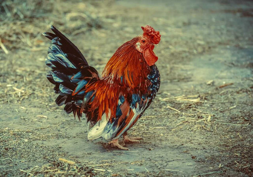 屏東發現今年第一起禽流感 9583隻黑羽土雞都遭撲殺
