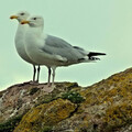 動物方城市！英國「海鷗搭高鐵」畫面瘋傳 網笑翻：買早鳥票嗎？